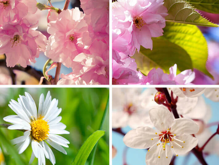 four images of four types of flowers