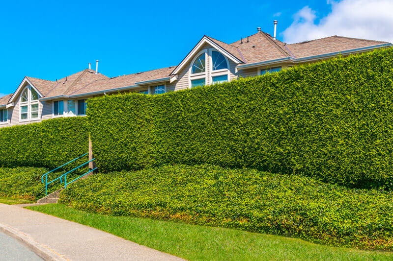 a front fence of a house covered by the ivy
