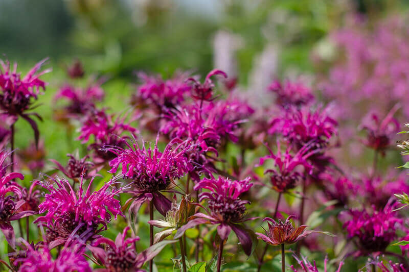 perennials