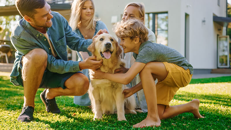 Planning The Ultimate Pet Friendly Yard Design