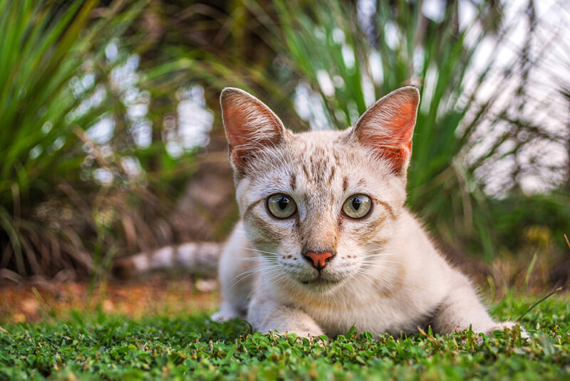 Planning The Ultimate Pet Friendly Yard Design - Shrubhub