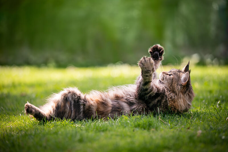 Planning The Ultimate Pet Friendly Yard Design - Shrubhub