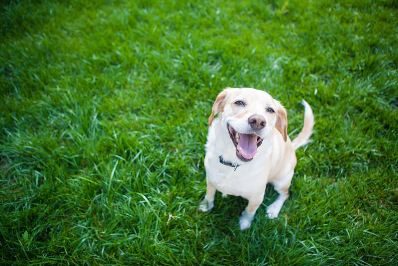 Planning The Ultimate Pet Friendly Yard Design - Shrubhub