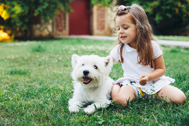 Planning The Ultimate Pet Friendly Yard Design - Shrubhub