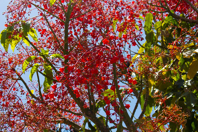 The Secrets To The Australian Flame Tree - Shrubhub