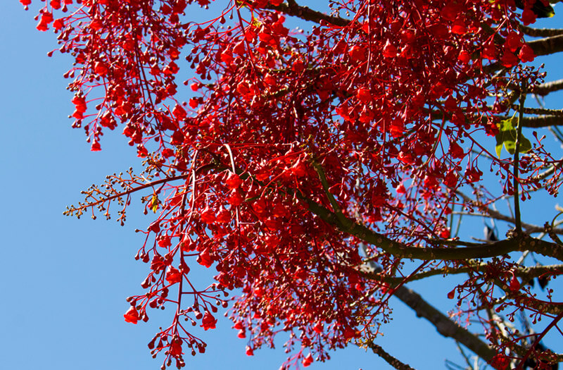 The Secrets To The Australian Flame Tree - Shrubhub