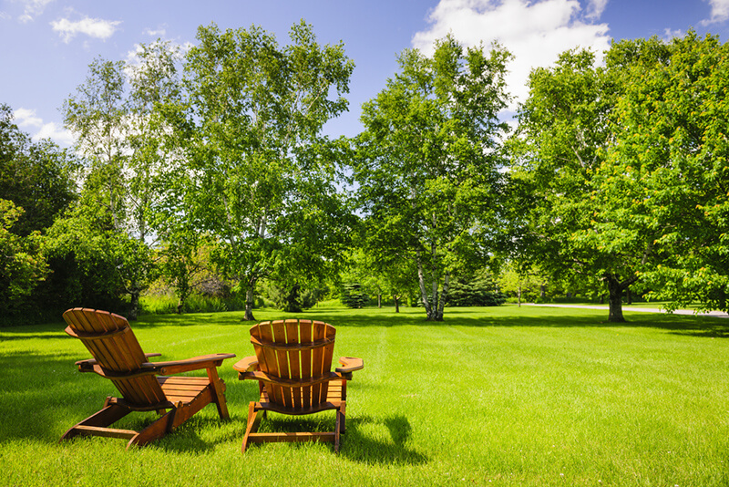 The Best Trees To Plant In Your Yard - Shrubhub