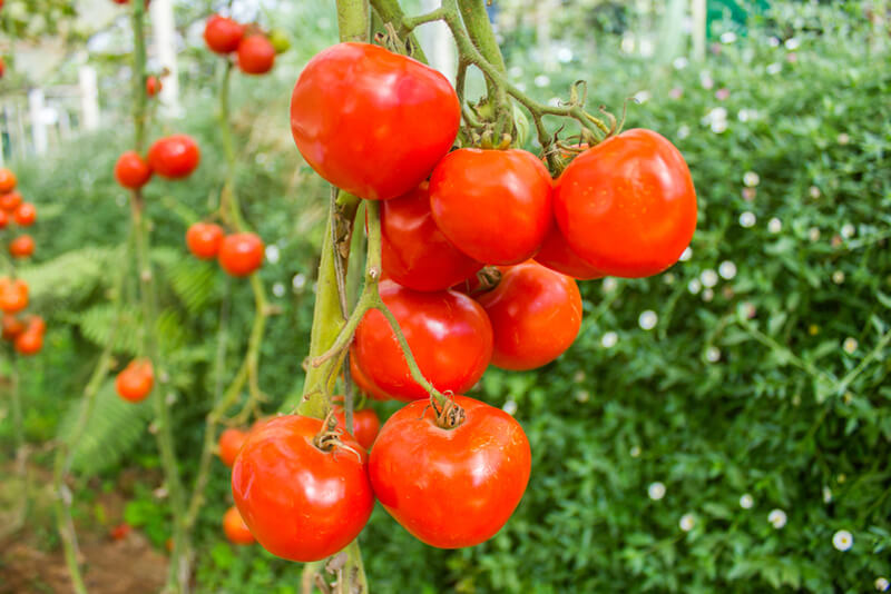 The Best Drought Tolerant Plants For A Sustainable Yard - Shrubhub