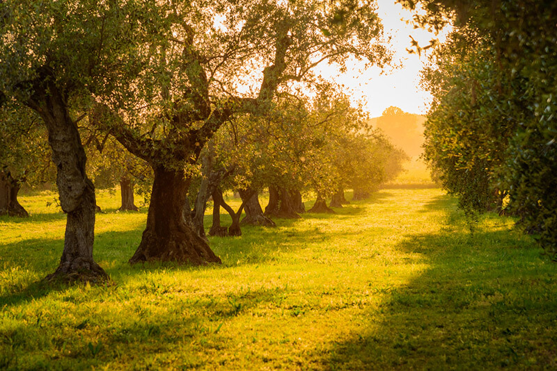 Why Does Your Yard Need Olive Trees? - Shrubhub