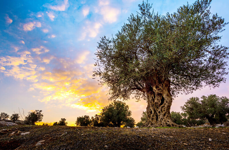 Why Does Your Yard Need Olive Trees? - Shrubhub