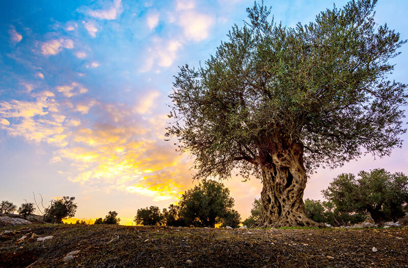 5 Reasons to Grow an Olive Tree