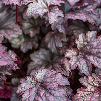 garden plants