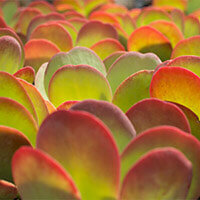 garden plants